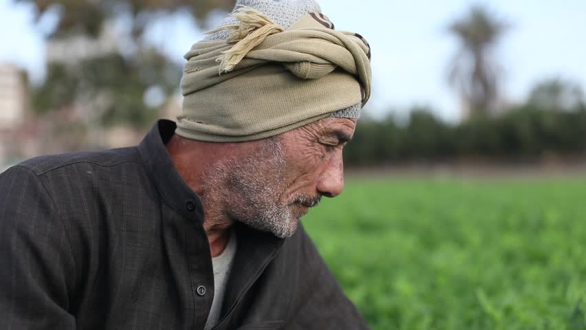 An elderly Egyptian man carefully picking tea leaves on a lush green plantation. He works diligently under the sun, capturing the essence of traditional agricultural practices.