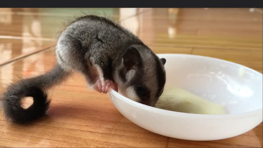 A squirrel cub being fed baby porridge using a plastic bowl