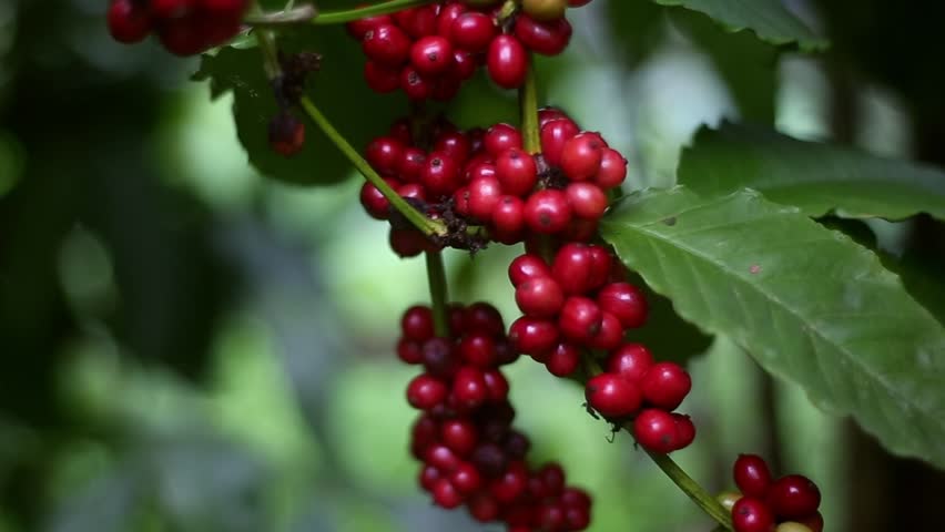 Coffee Bean Harvest: Ripe red coffee beans cluster on a branch, a vibrant symbol of the journey from plant to cup.  