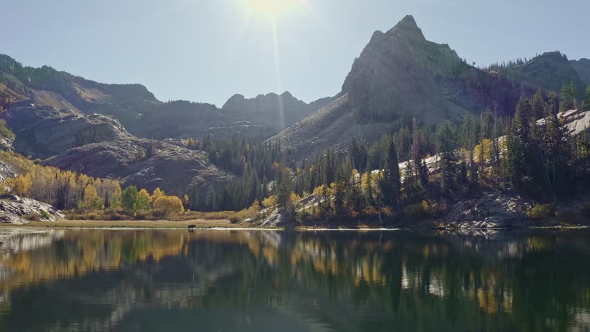 Aerial drone shot of Lake Blanche in Utah’s Big Cottonwood Canyon. The camera trucks left, showing golden aspens, a moose, and green pines reflecting on an alpine lake framed by mountains in autumn.