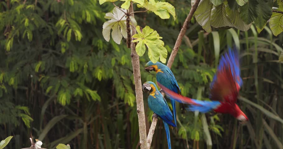 Mix flock of Blue and gold with scarlet macaw sit together in the rain forest canopy as the scarlet takes off