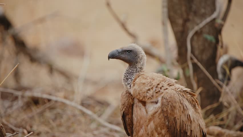 Close up telephoto compression side view of hooded vulture in Kruger National Park, South Africa, observing surroundings