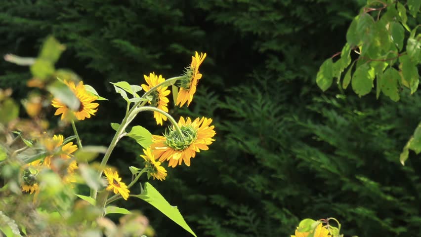 Sunflowers blowing in the wind, insects flying to the sunflowers, large yellow flowers blowing in the wind, bees flying to the flowers, windy day in late summer, ripe Helianthus annuus