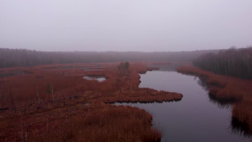 Aerial view on marshland and lake. Swampy area view from above