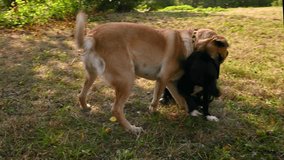 Dog in animal shelter. Dogs playing in the shelter. Two mixed breed dogs playing on a sunny day.  - Powered by Shutterstock - Get 15% off with code: PIKWIZARD15