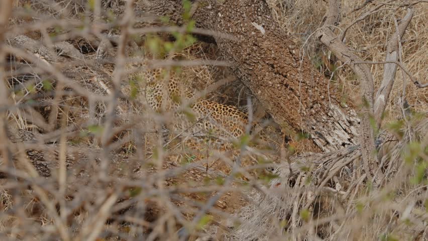 Leopard walking gracefully through dense brush in Kruger National Park showcasing agility
