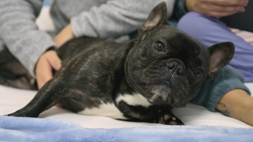 A black and white French bulldog is lying on a bed. The dog looks at the camera and yawns