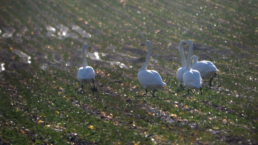 Migrating swans take a break on a sunny field with gray cygnets by their side, walking calmly and stretching wings. Captured in slow motion.