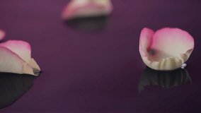 White-pink rose petals scatter droplets as they hit water in slow motion. A macro shot perfect for perfume or luxury spa concepts. - Powered by Shutterstock - Get 15% off with code: PIKWIZARD15