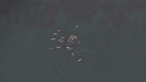 Aerial view of seals swimming near a beautiful glass beach, Unalaska, United States. - Powered by Shutterstock - Get 15% off with code: PIKWIZARD15