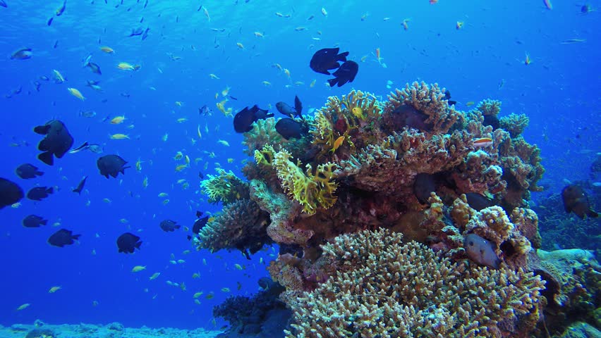 Tropical Underwater Orange Fish Reef. Underwater tropical colourful soft-hard corals seascape. Underwater fish reef marine. Tropical colourful underwater seascape.