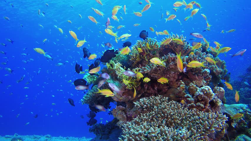 Tropical Underwater Orange Fish Reef. Underwater tropical colourful soft-hard corals seascape. Underwater fish reef marine. Tropical colourful underwater seascape.