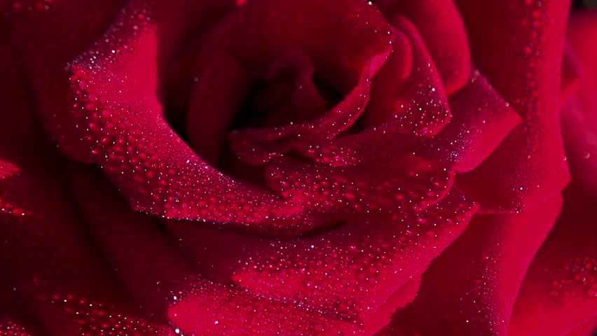 Red Rose in Dewdrop. Red rose covered with large transparent drops slowly rotates in front of the camera