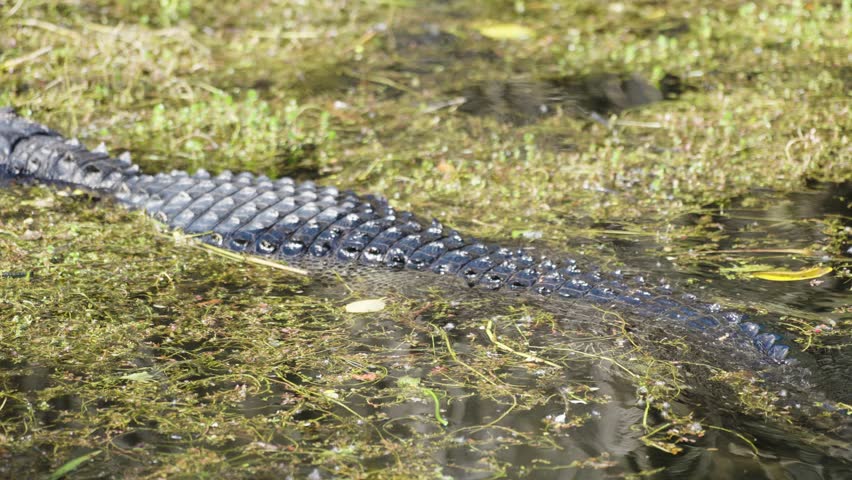 Alligator swimming in water in Florida Everglades, Big Cypress national park