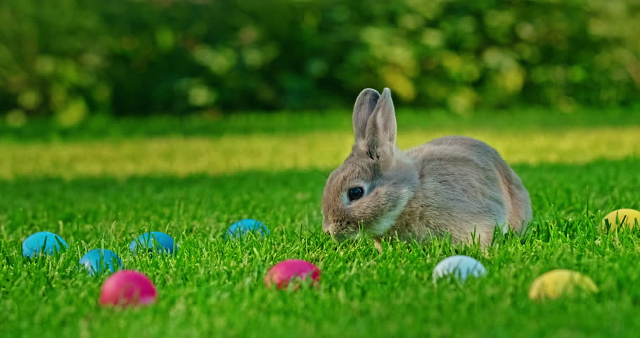 Gray rabbit nibbling grass surrounded by colorful Easter eggs in a bright, sunny outdoor meadow. High quality 4k footage