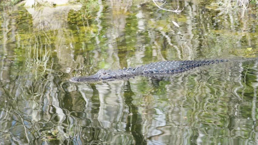 Alligator swimming in water in Florida Everglades, Big Cypress national park