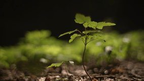 A Young Sapling Alone, Thriving in the Lush and Vital Forest Understory Environment - Powered by Shutterstock - Get 15% off with code: PIKWIZARD15