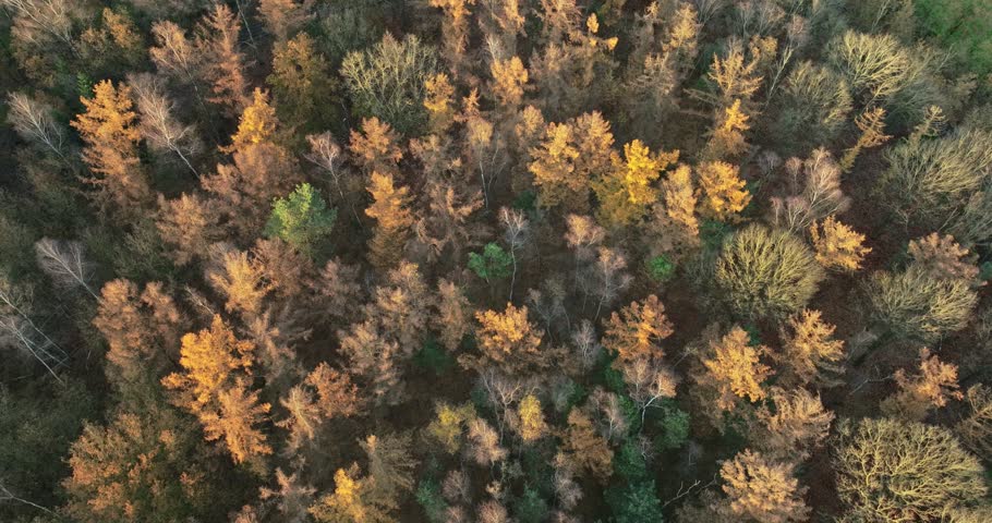 Aerial view of autumn colours in a mixed forest with lush trees and serene landscape, Asten, Netherlands.