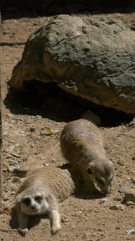 Meerkat at the zoo, close-up 