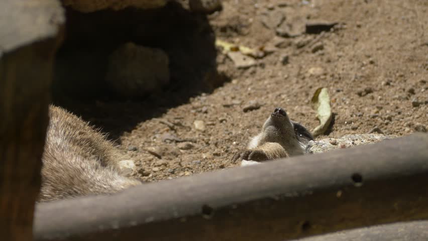 Meerkat at the zoo, close-up 