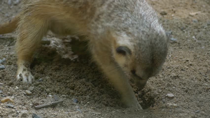 Meerkat at the zoo, close-up 