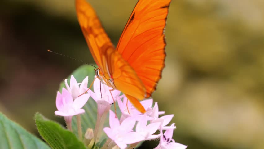 Bright orange butterfly perched on delicate white flowers, captured in a natural setting with a blurred green background