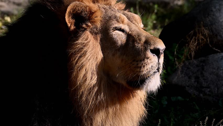 Close-up of a majestic male lion relaxing in the sunlight in its natural habitat within the savannah