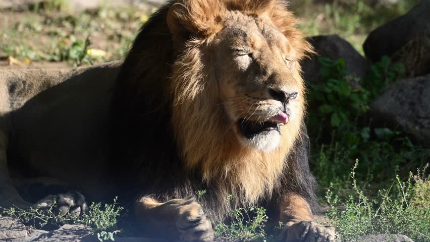 Majestic lion resting peacefully under the sun in the savannah showcasing the beauty of wildlife in slow motion