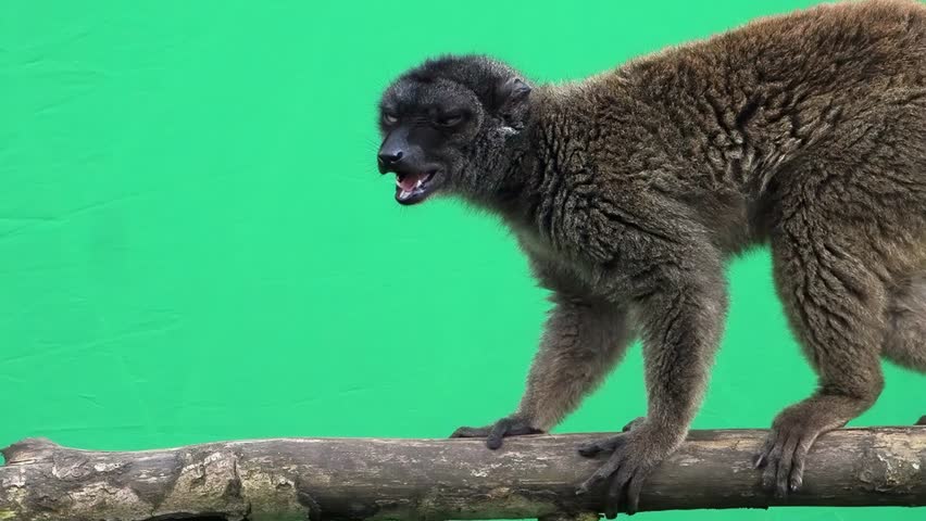 brown lemur opens and closes mouth on green screen slow motion