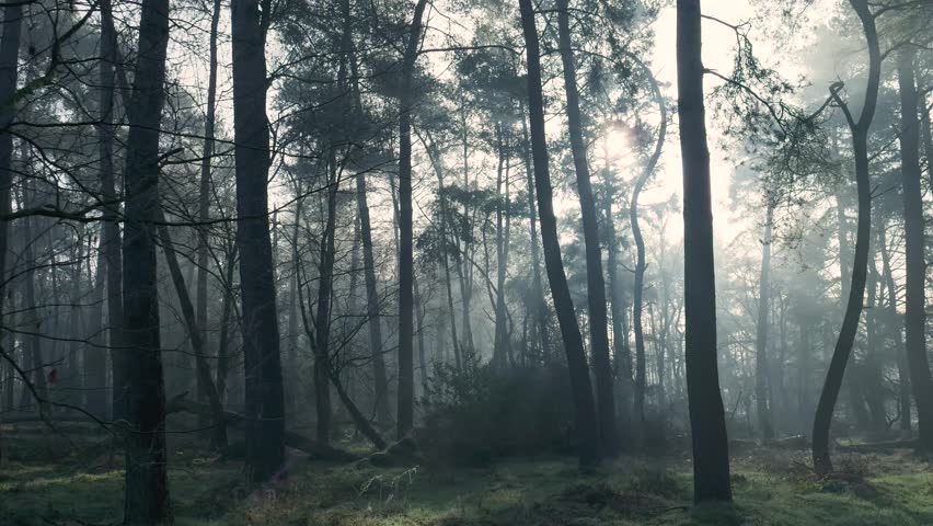 Light rays filtering through the trees in a misty forest