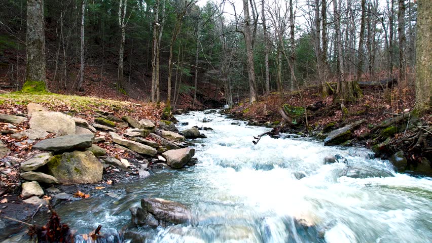flowing river running through a forested area,