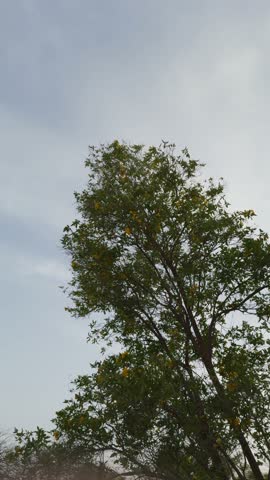 A view of a large tree, close up shot,low angle shot