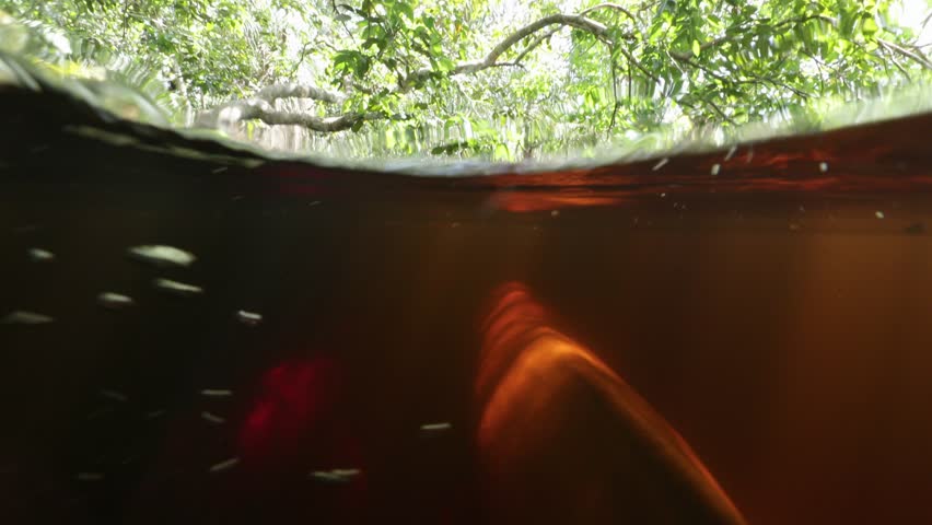 Underwater image of two pink dolphins swimming near the surface