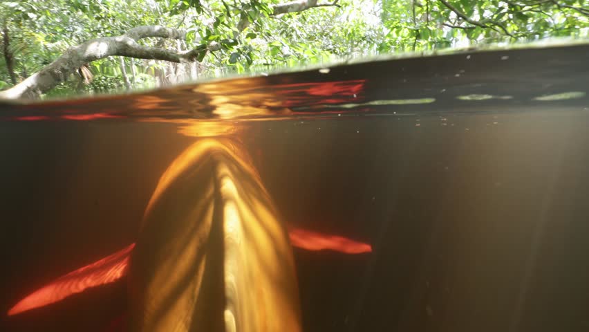 Underwater image of two pink dolphins swimming near the surface