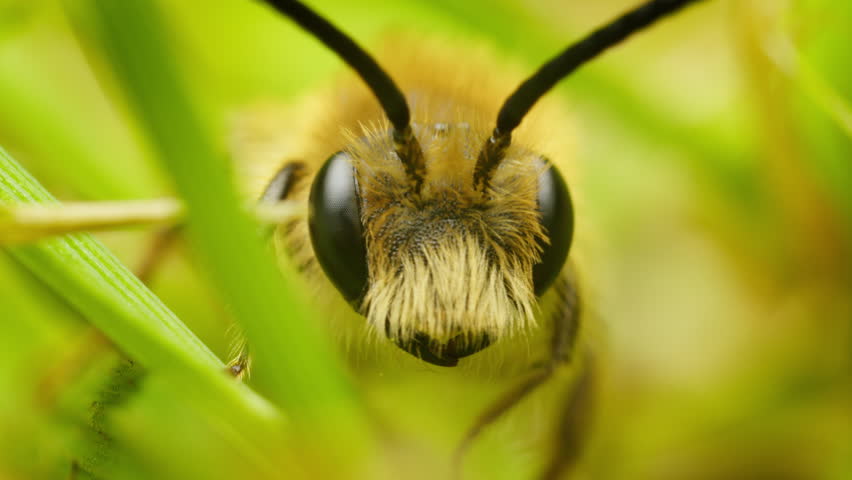 Macro bee cleaning itself. Insect in grass, grooming. Early mining bee (andrenidae) in nature