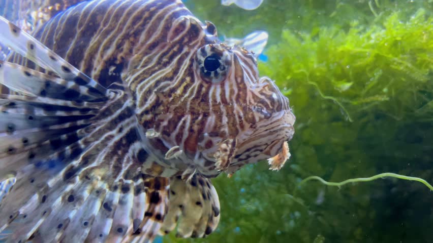 Lionfish. Beautiful Pterois volitans common Lionfish swims in sea aquarium