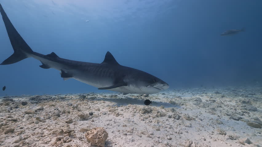 Close up of a tiger shark in the Pacific Ocean. Diving in the clear water in the Pacific Ocean of Maldives. Underwater. Underwater life with fishes and a shark swimming near coral reef in the Ocean.
