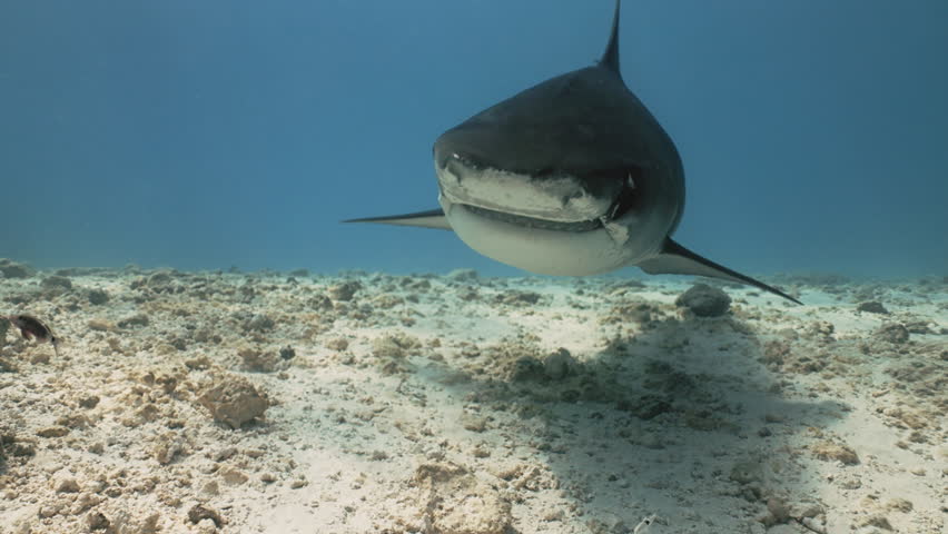 Tiger shark (Galeocerdo cuvier) Scuba diver films a tiger shark tries to retrieve a piece of fish from beneath rocks. Divera look at sharks swimming in Maldives island. Wild marine underwater animals