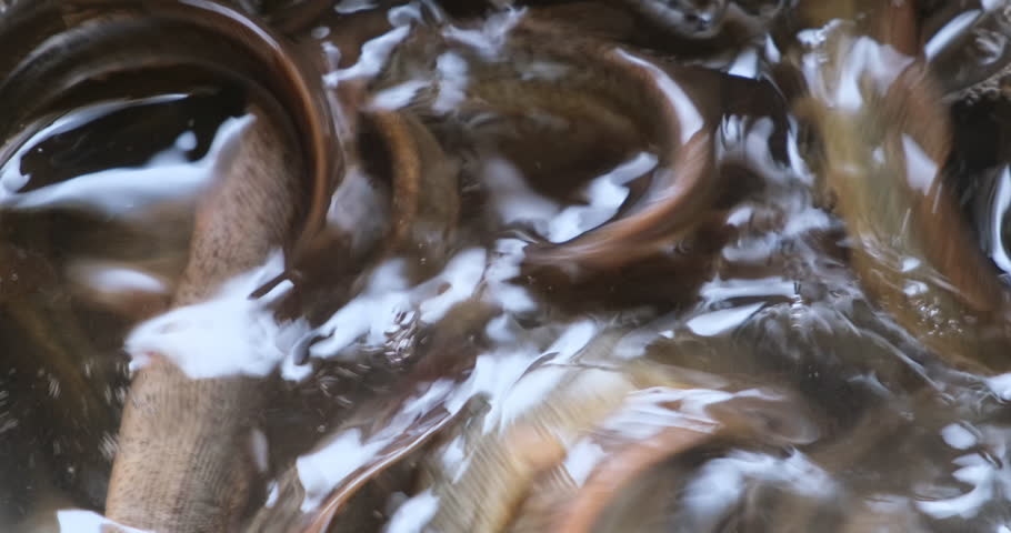 Pond loach swim in water