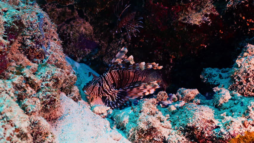 Zebra lionfish or zebra fish, or striped lionfish Latin Pterois volitans is a species of ray-finned fish of the scorpion family. Amazing fish in Pacific ocean. Ocean ecosystem, coral reef enviroment
