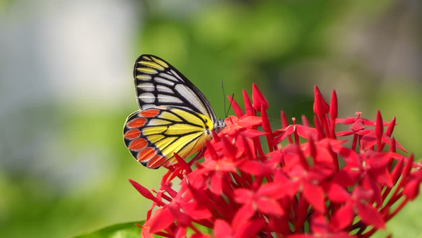 A butterfly sits on a flower.
