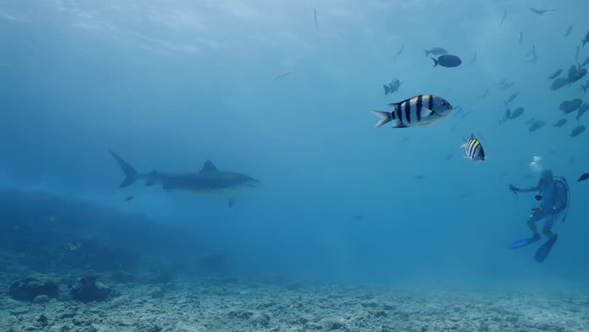 Professional shark diver show spesial signals for tourists watching tiger sharks underwater marine wildlife of Pacific Ocean, Maldives. Shark diving safari tourism. Amazing unique wild predators