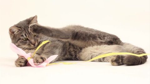 Cat  plays with ribbons