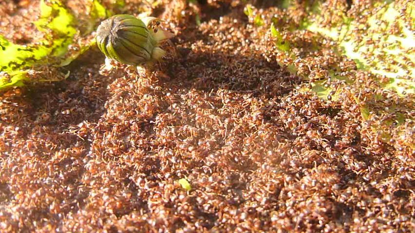 Thousands of red ants swarm outdoors in lawn.