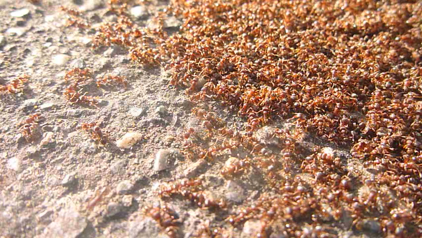 Thousands of red ants swarm outdoors on concrete.