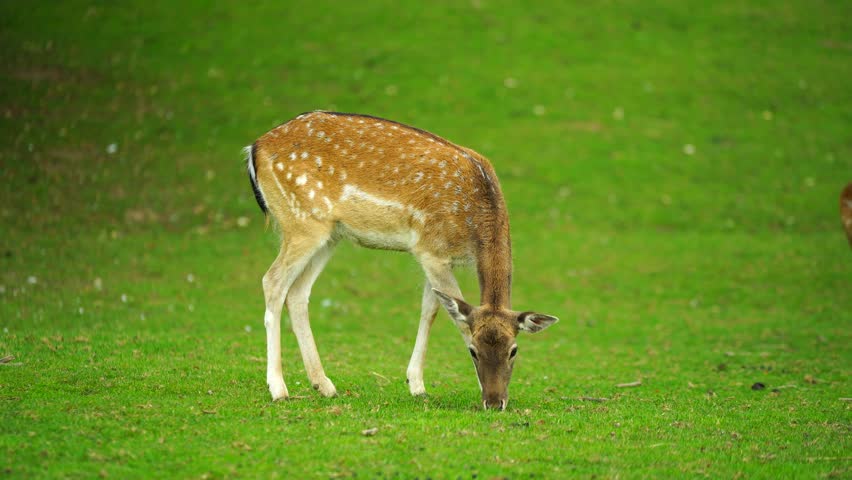 Video of Fallow deer on meadow Video