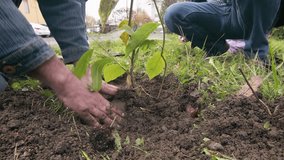 close-up seedling dirt concept reforestation environmental soil sapling background 4k - Powered by Shutterstock - Get 15% off with code: PIKWIZARD15