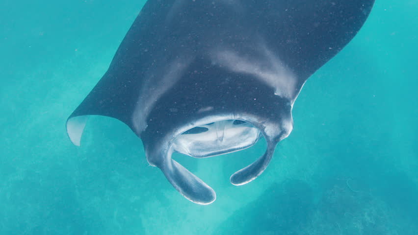 The giant oceanic manta ray, giant manta ray or oceanic manta ray, Mobula birostris swims in the ocean
