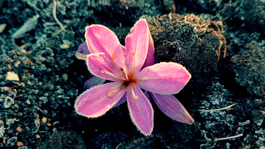 Beautiful pink colchicum flower blooming in black soil and covered white frost close up. Blooming flower with pink petals with yellow pistils in ground. Frosts. Nature. Environment. Natural background