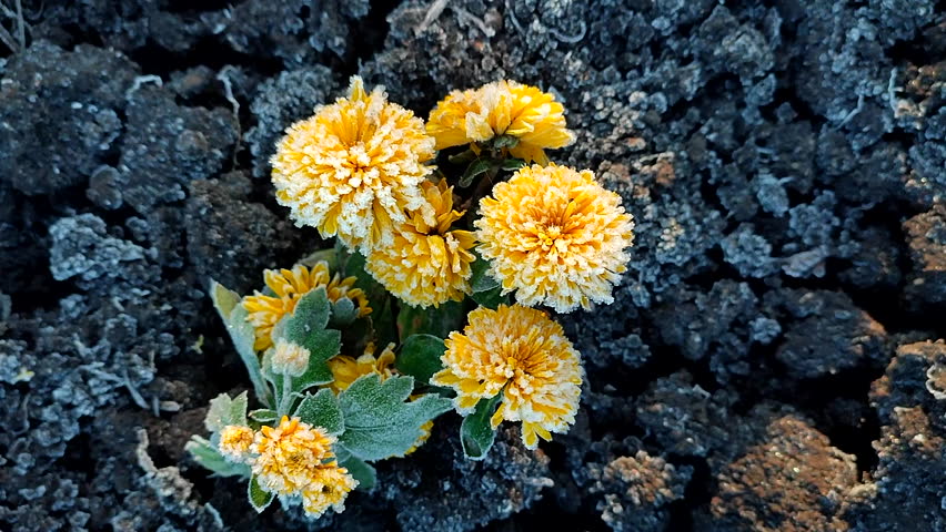 Small yellow blooming chrysanthemum flowers covered white frost close-up. A blossoming flower with small yellow petals and white frost in black ground. Frosts. Nature. Environment. Natural background